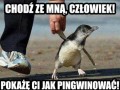 Chodź się spingwinić