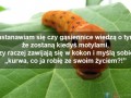 Dżdżownice