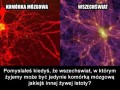 Mózg rozbany