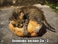 Pokochaj ziemniaka
