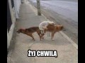 Żyj Chwilą