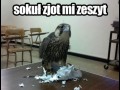 Sokuł zjot mi zeszyt