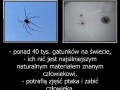 Pająki
