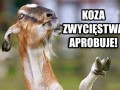 Koza zwycięstwa
