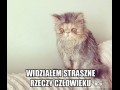 Co ten koteł
