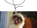 Oh stop it cat d