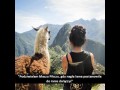 Przyjazna lama