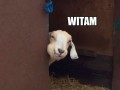 Witam uprzejmie