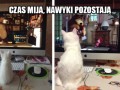 Nawyki pozostają