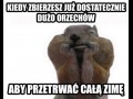 Wiewiór