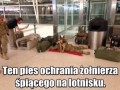 Ten pies ochrania