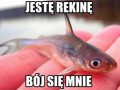 Potwór