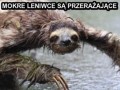 Mokre leniwce są przerażające