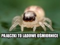 Pajączki to