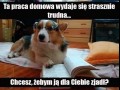 Pomocny pieseł d