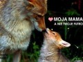 To moja mama a nie twoje futro