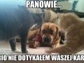 Ciężkie życie psa 1