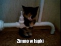 Zimno 