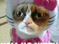Kitty