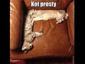 Kot prosty