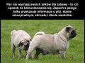 Dlaczego psy wąchają tyłki