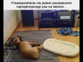 Prawie najmądrzejszy pies na świecie