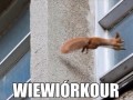 Wiewiórkour