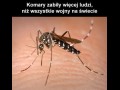 Komary