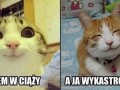 Kotełki