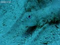 Ryba Fugu buduje zachwycającą konstrukcję