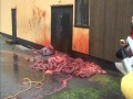 Rozcięcie wyrzuconego na brzeg wieloryba