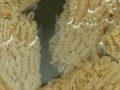 Ramen Noodle Bath