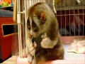 Nycticebus (rodzaj małpiatek z rodziny lorisowatych) je śniadanko