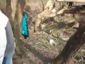 Patola XD