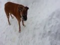 Troll dog