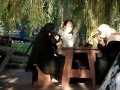 muzułmanki na lodach