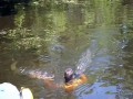 Igraszki z aligatorami