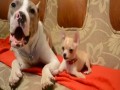 Zaczepna Chihuahua