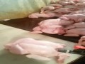 Lifting kurczaków, śmiać się czy płakać