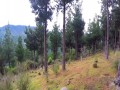Baran kontra dron