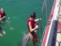 Delfin znalazł sobie dziewczynę