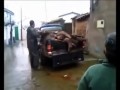 Upolowany dzik