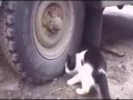 Prawdziwy Tom i Jerry