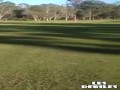 Blady strach na australijskim polu golfowym
