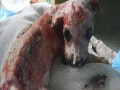 Tuffy - pies którego oblano wrzątkiem i wyrzucono z 4 piętra