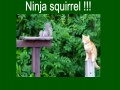 Wiewiórka ninja w akcji z kotem