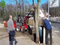 Nieudolne wyrywanie drzewa