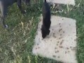 Rottweiler vs Pitbulle