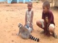 Kiedy zaczniesz drapać lemura