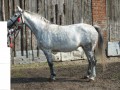Koń